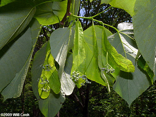 Tilia americana var. heterophylla flowers