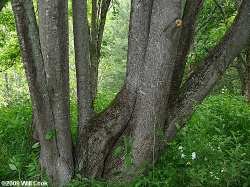 Tilia americana var. heterophylla bark