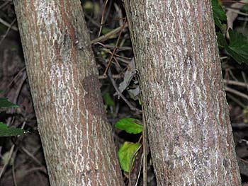 Carolina Basswood (Tilia americana var. caroliniana)