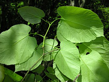 American Basswood (Tilia americana) leaves