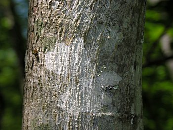 American Basswood (Tilia americana) bark