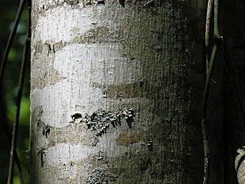 American Basswood (Tilia americana) bark