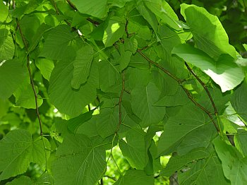 American Basswood (Tilia americana) leaves