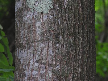 American Basswood (Tilia americana) bark