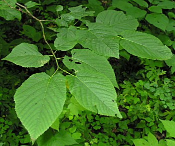 American Basswood (Tilia americana) leaves