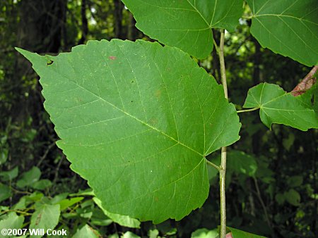 Carolina Basswood (Tilia americana var. caroliniana)