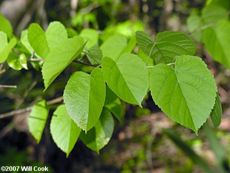 Carolina Basswood (Tilia americana var. caroliniana)