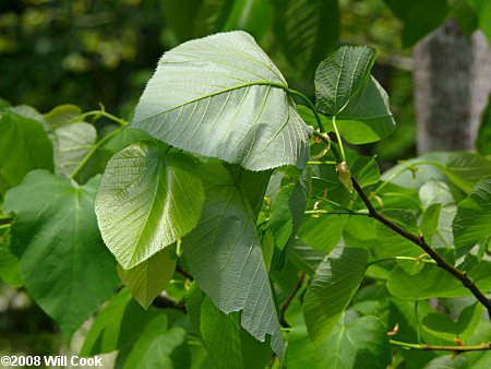 Tilia americana var. heterophylla