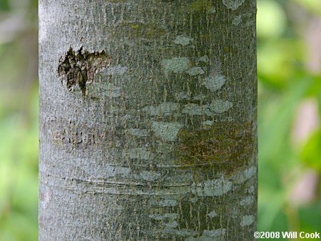 Tilia americana var. heterophylla