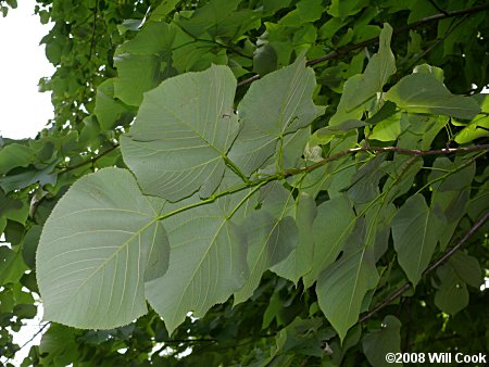 Tilia americana var. heterophylla