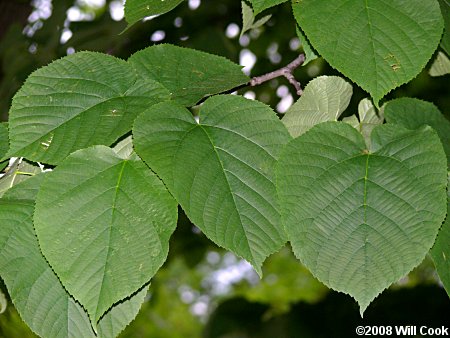 Tilia americana var. heterophylla