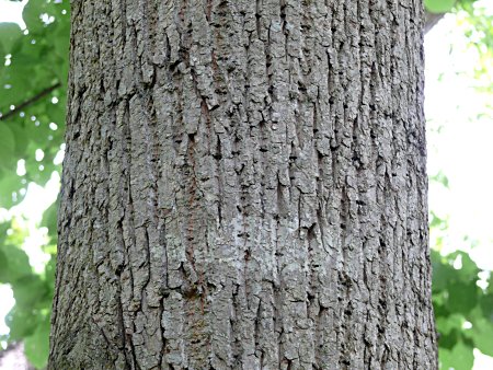 Tilia americana var. heterophylla