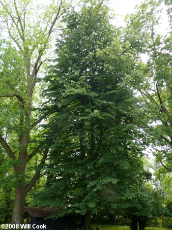 Tilia americana var. heterophylla