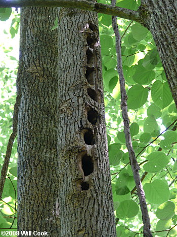 Tilia americana var. heterophylla