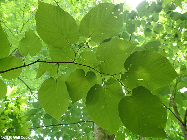 Tilia americana var. heterophylla