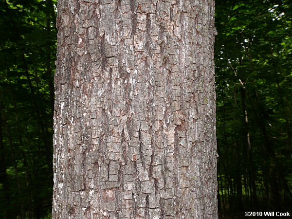 Tilia americana var. heterophylla