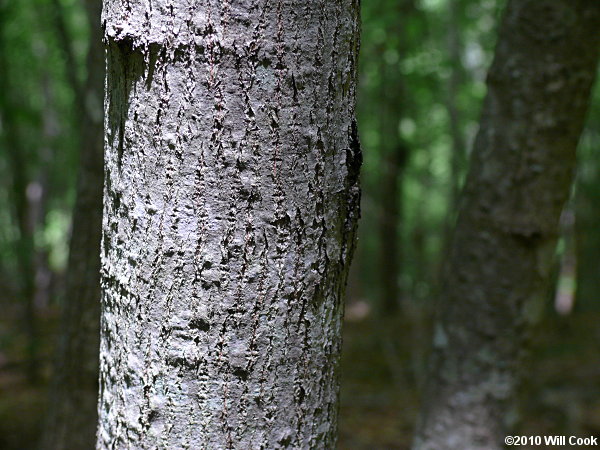 Tilia americana var. heterophylla