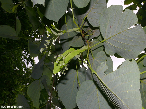 Tilia americana var. heterophylla flowers