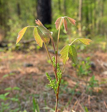 Atlantic Poison-Oak (Toxicodendron pubescens)