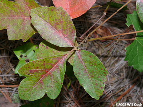 Atlantic Poison-Oak (Toxicodendron pubescens)