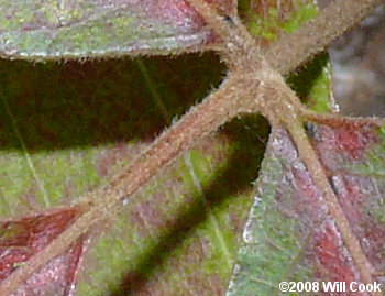 Atlantic Poison-Oak (Toxicodendron pubescens)