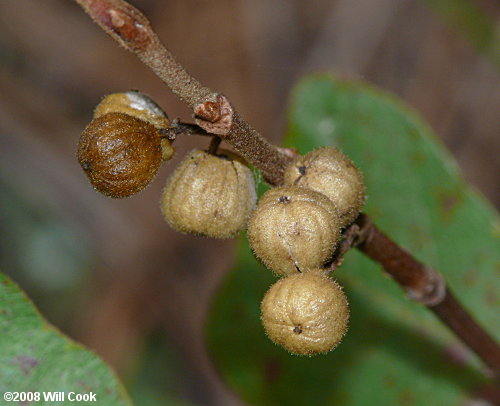 Atlantic Poison-Oak (Toxicodendron pubescens)