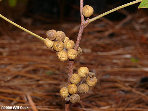 Atlantic Poison-Oak (Toxicodendron pubescens)