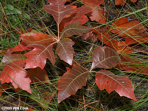 Atlantic Poison-Oak (Toxicodendron pubescens)