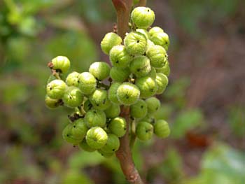 Atlantic Poison-Oak (Toxicodendron pubescens)