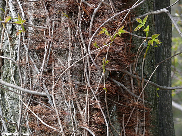 Eastern Poison-Ivy (Toxicodendron radicans)