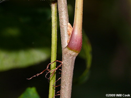 Eastern Poison-Ivy (Toxicodendron radicans)