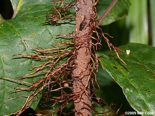 Eastern Poison-Ivy (Toxicodendron radicans)