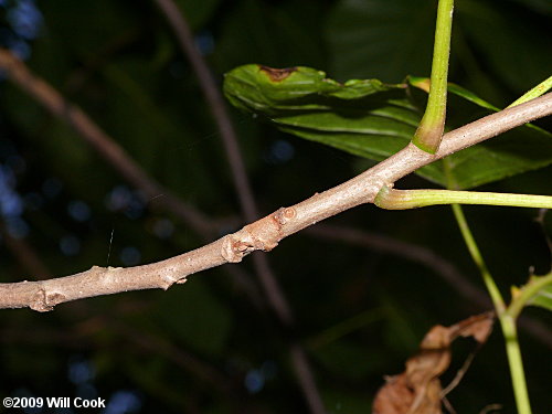 Eastern Poison-Ivy (Toxicodendron radicans)