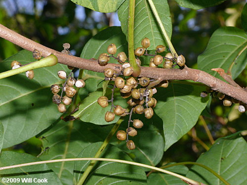 Eastern Poison-Ivy (Toxicodendron radicans)