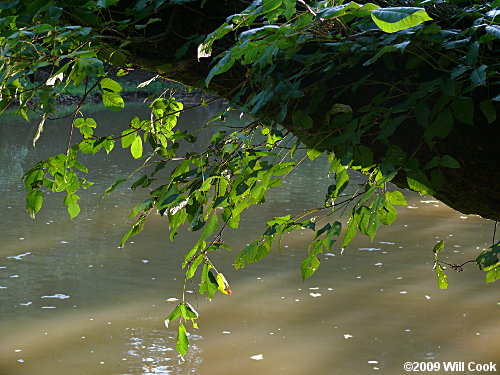 Eastern Poison-Ivy (Toxicodendron radicans)