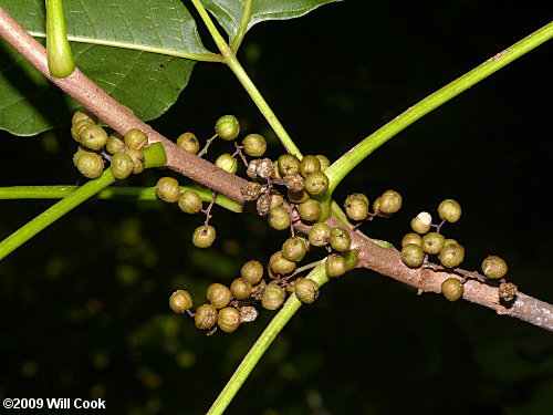 Eastern Poison-Ivy (Toxicodendron radicans)