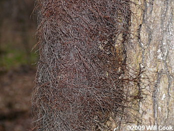 Eastern Poison-Ivy (Toxicodendron radicans)