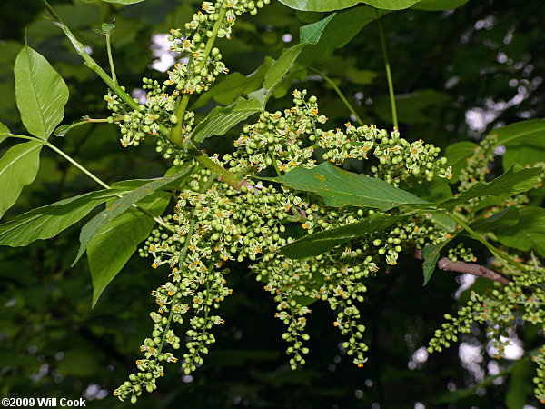 Eastern Poison-Ivy (Toxicodendron radicans) flowers