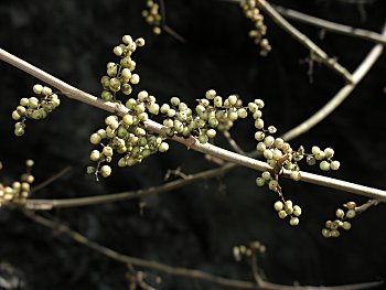 Eastern Poison-Ivy (Toxicodendron radicans) fruits