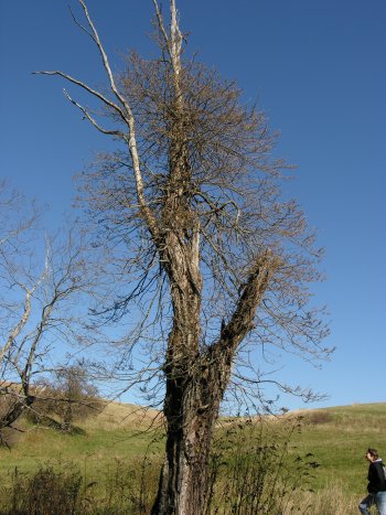 Eastern Poison-Ivy (Toxicodendron radicans) tree