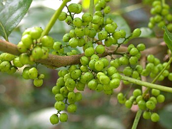 Eastern Poison-Ivy (Toxicodendron radicans)