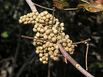 Eastern Poison-Ivy (Toxicodendron radicans)