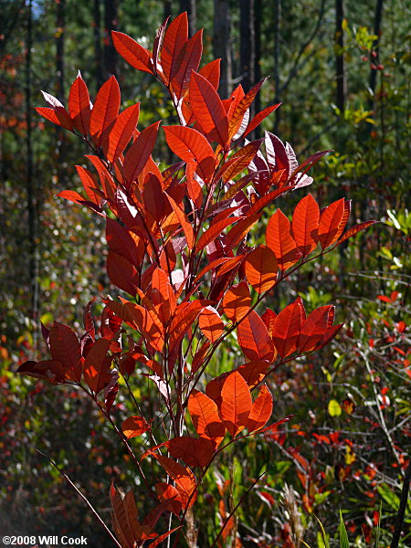 Poison Sumac (Toxicodendron vernix, Rhus vernix) fall color