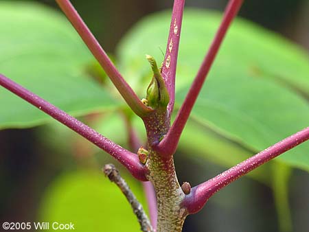 Poison Sumac (Toxicodendron vernix, Rhus vernix) leaf