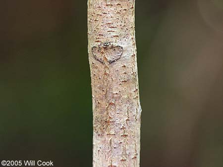 Poison Sumac (Toxicodendron vernix, Rhus vernix) bark