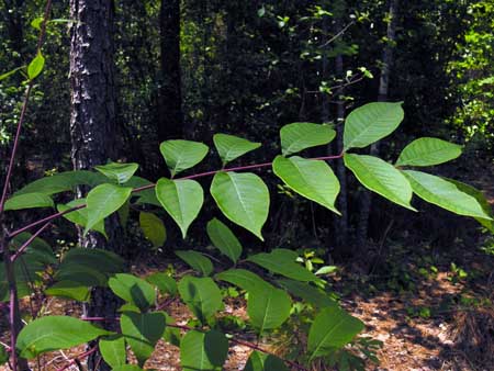 Poison Sumac (Toxicodendron vernix, Rhus vernix) leaf