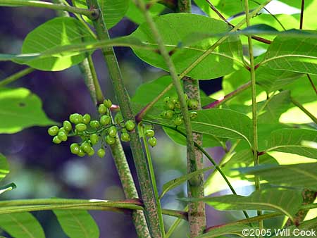 Poison Sumac (Toxicodendron vernix, Rhus vernix) fruit