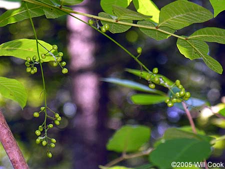 Poison Sumac (Toxicodendron vernix, Rhus vernix) fruit