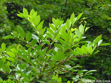 Poison Sumac (Toxicodendron vernix, Rhus vernix) leaves