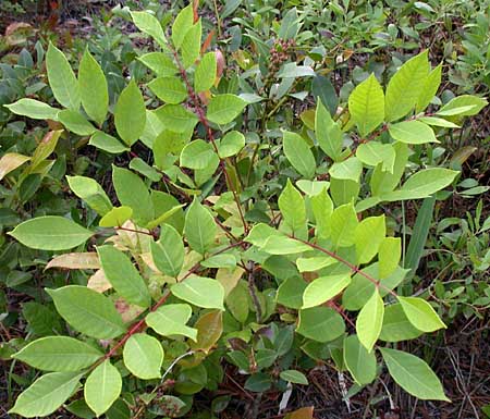 Poison Sumac (Toxicodendron vernix, Rhus vernix) leaves